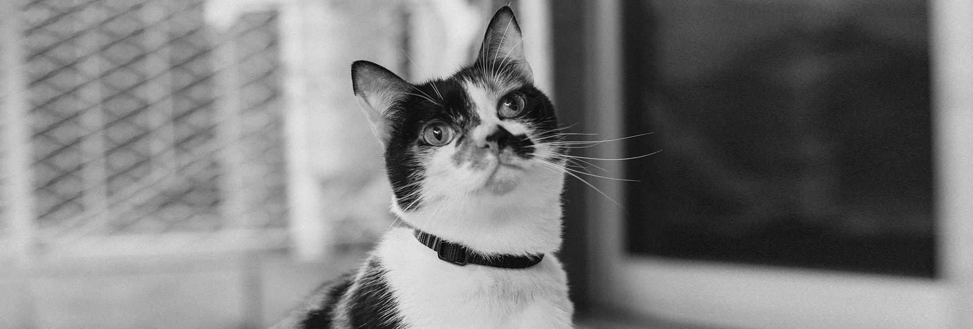 Coleira Zee.Cat Gotham para Gatos | Lifestyle Images