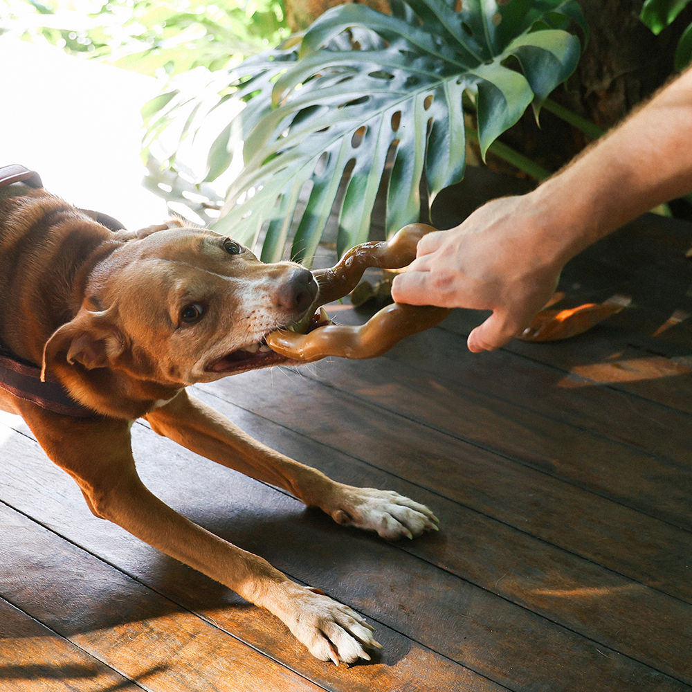 Brinquedo de Puxar para Cachorros Naturals | Imagem 2