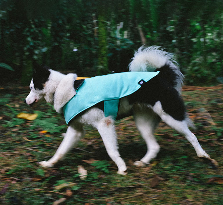 Casaco para Cachorros Mint | Zee.Dog - Conectando Cachorros e Pessoas