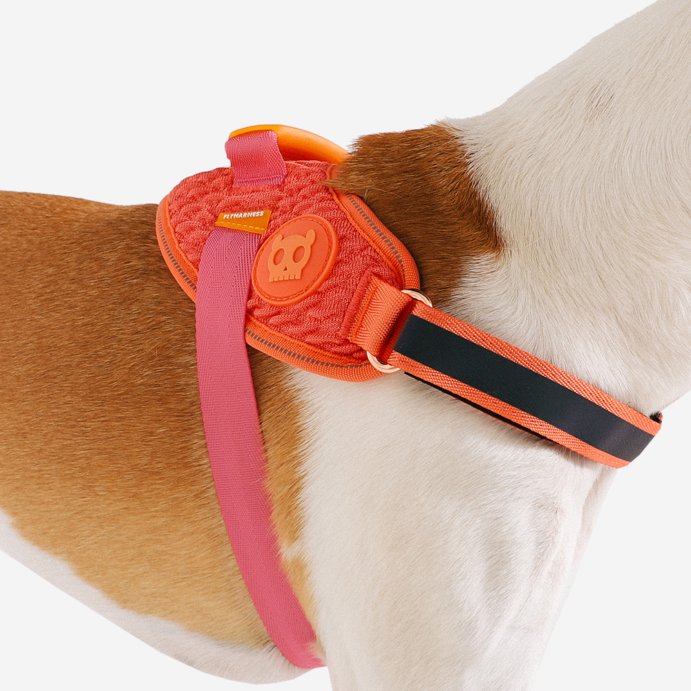 Peitoral para Cachorros FlyHarness Gazelle | Zee.Dog - Conectando