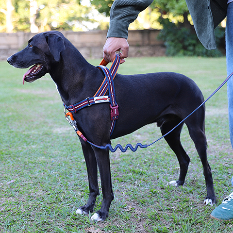 Peitoral Antipuxão SofterWalk para Cachorros Velvet Vibes Dropout | Zee.Dog