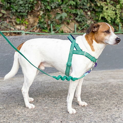 Peitoral Antipuxão SofterWalk para Cachorros Velvet Vibes Vert | Zee.Dog
