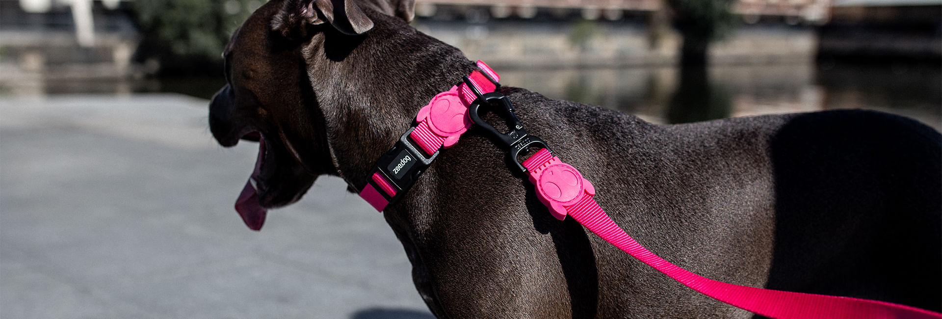 Peitoral para Cachorros Antipuxão Pink Led | Lifestyle Images