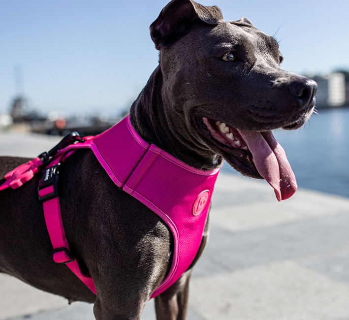 Peitoral para Cachorros Air Mesh Ajustável Pink Led | Lifestyle Images
