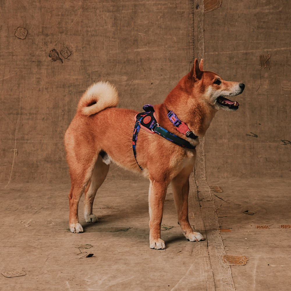 Peitoral para Cachorros FlyHarness Reebok Court