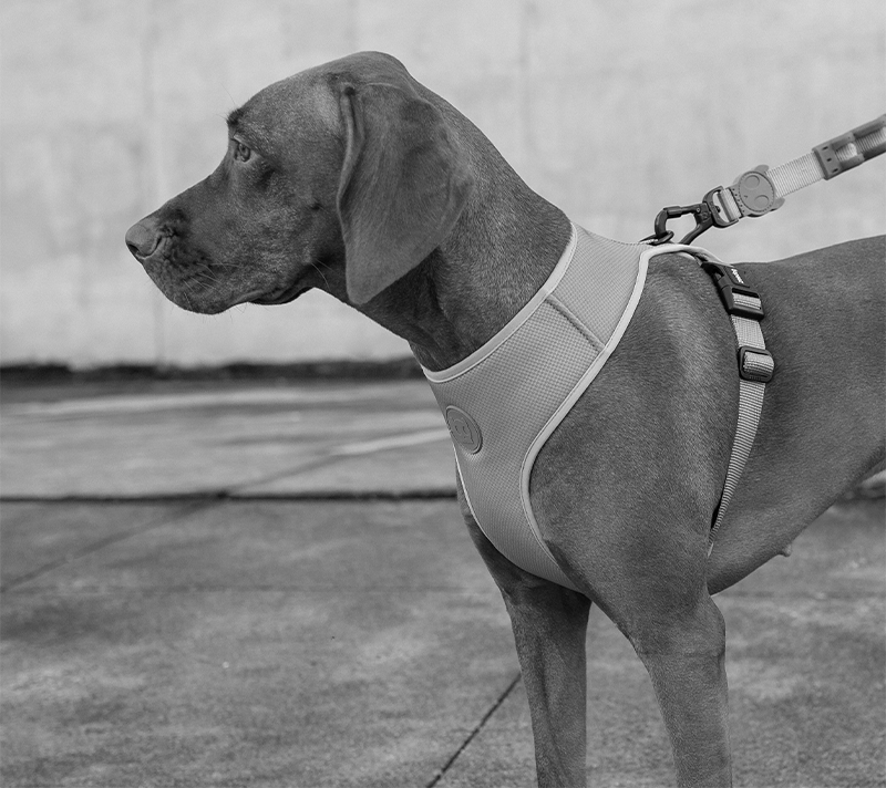 Peitoral para Cachorros Air Mesh Ajustável Jacquard Gibson