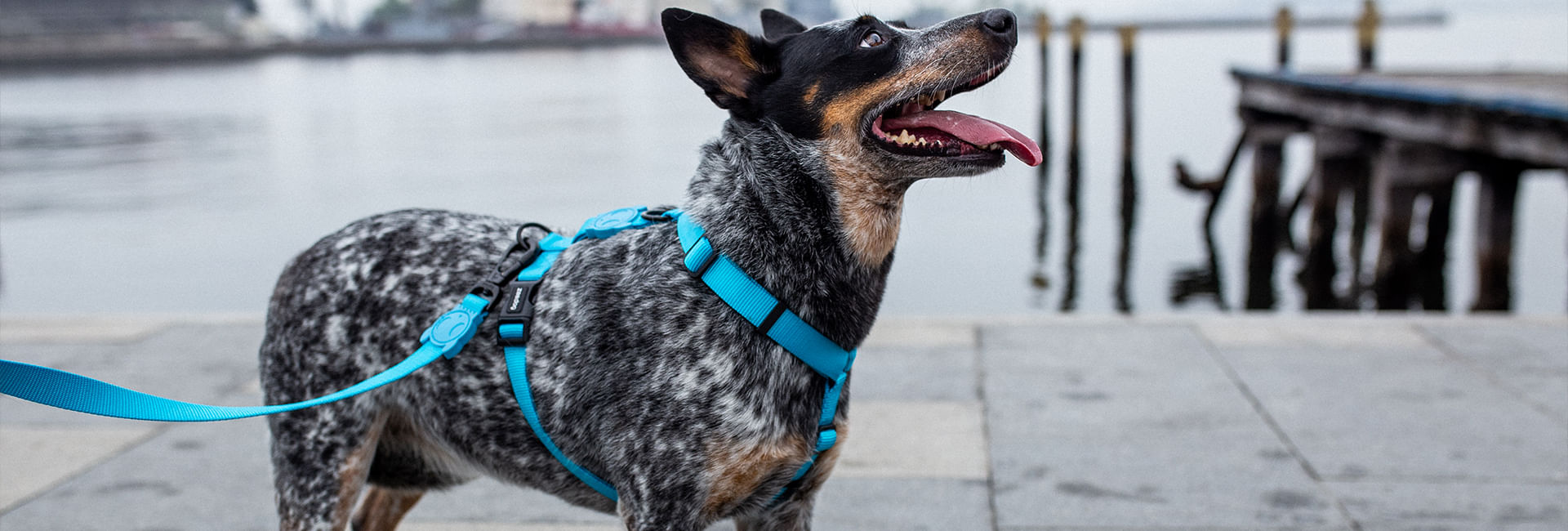 Guia com Amortecedor 2.0 para Cachorros Ultimate Blue | Lifestyle Images