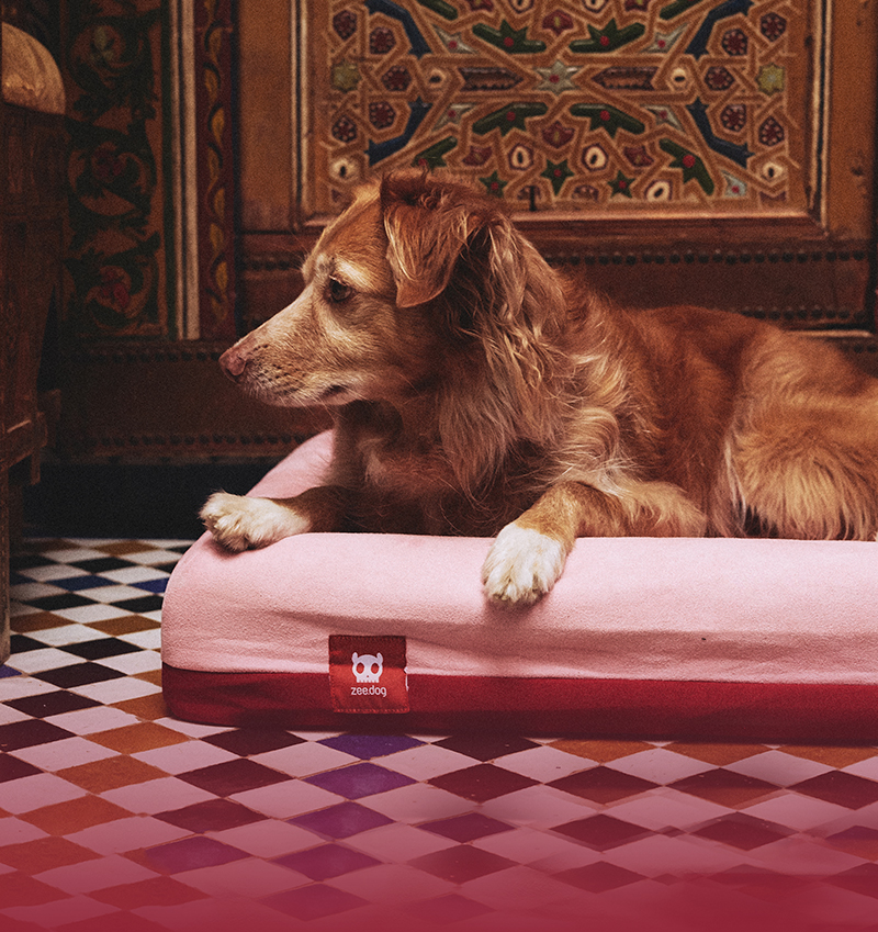 Cama para Cachorros Zee.Bed Najima 