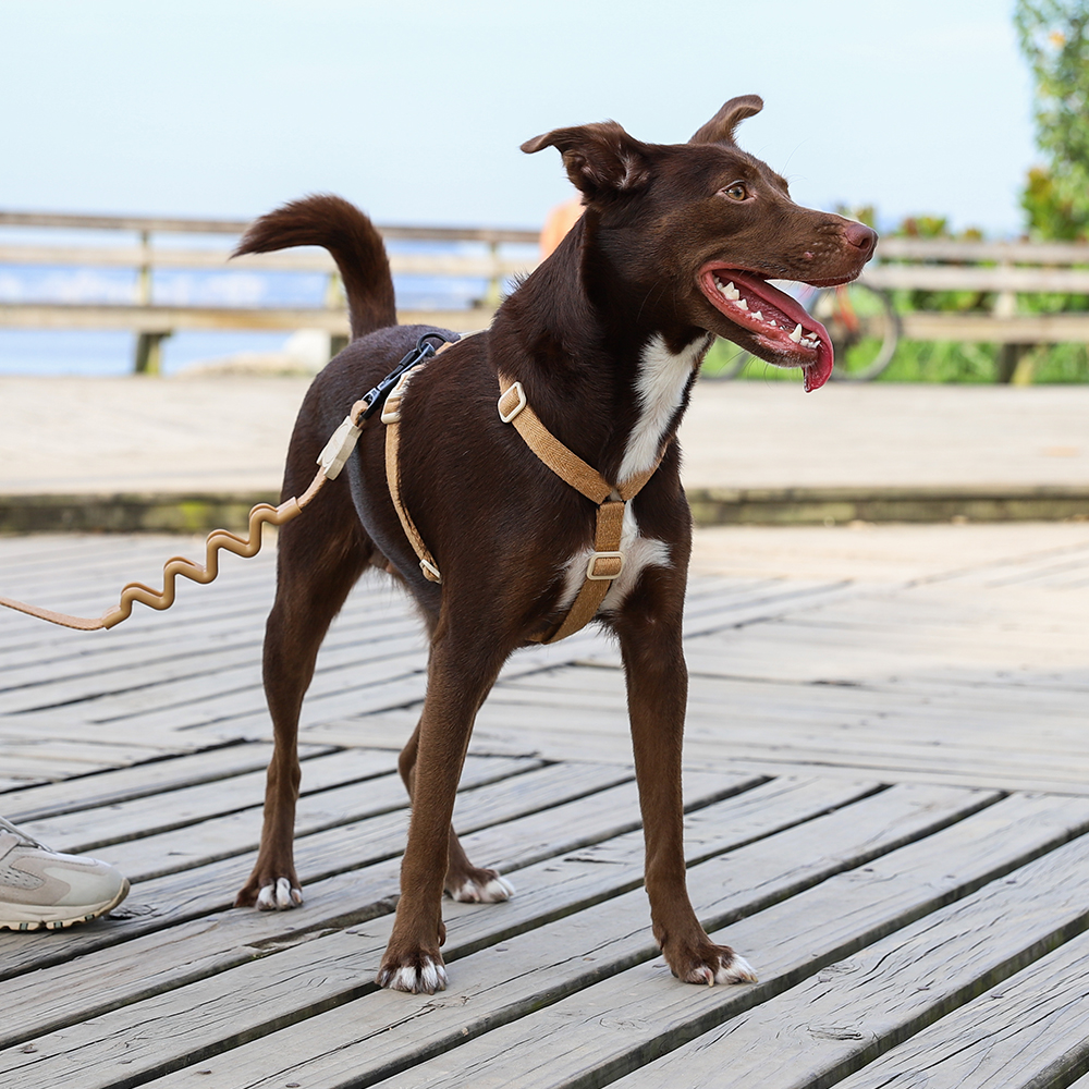 Peitoral para Cachorros H Dune Naturals 