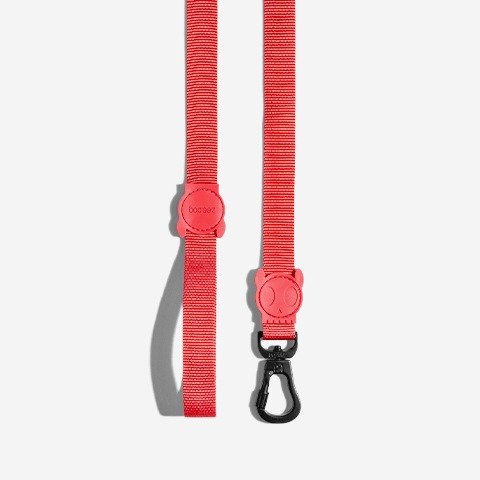 Guia para Cachorros Neon Coral P