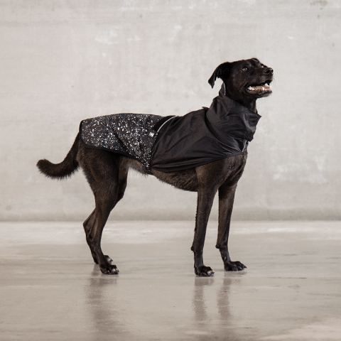 Capa de chuva para cachorros Ozzy | Zee.Dog