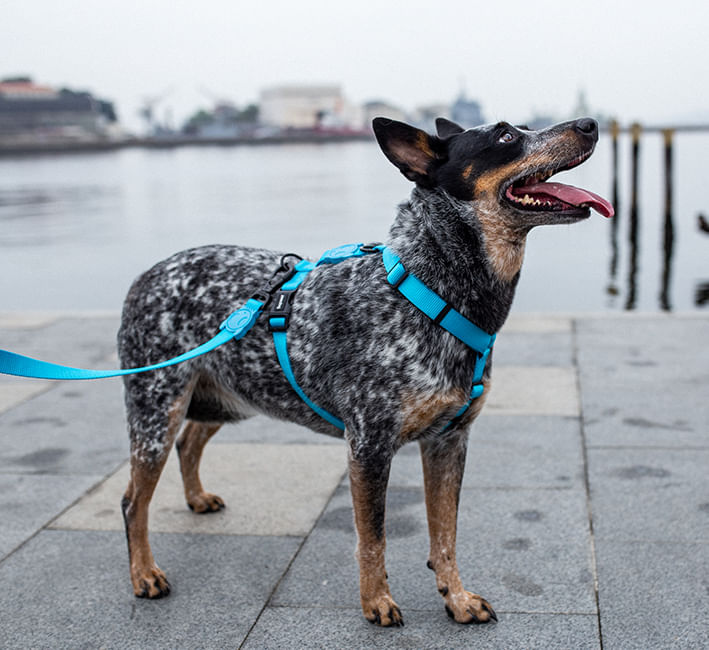 Guia para Cachorros Ultimate Blue | Lifestyle Images