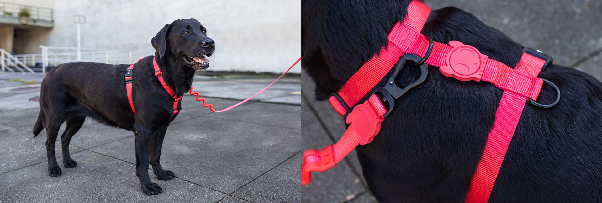 Guia com Amortecedor para Cachorros Neon Coral | Lifestyle Images