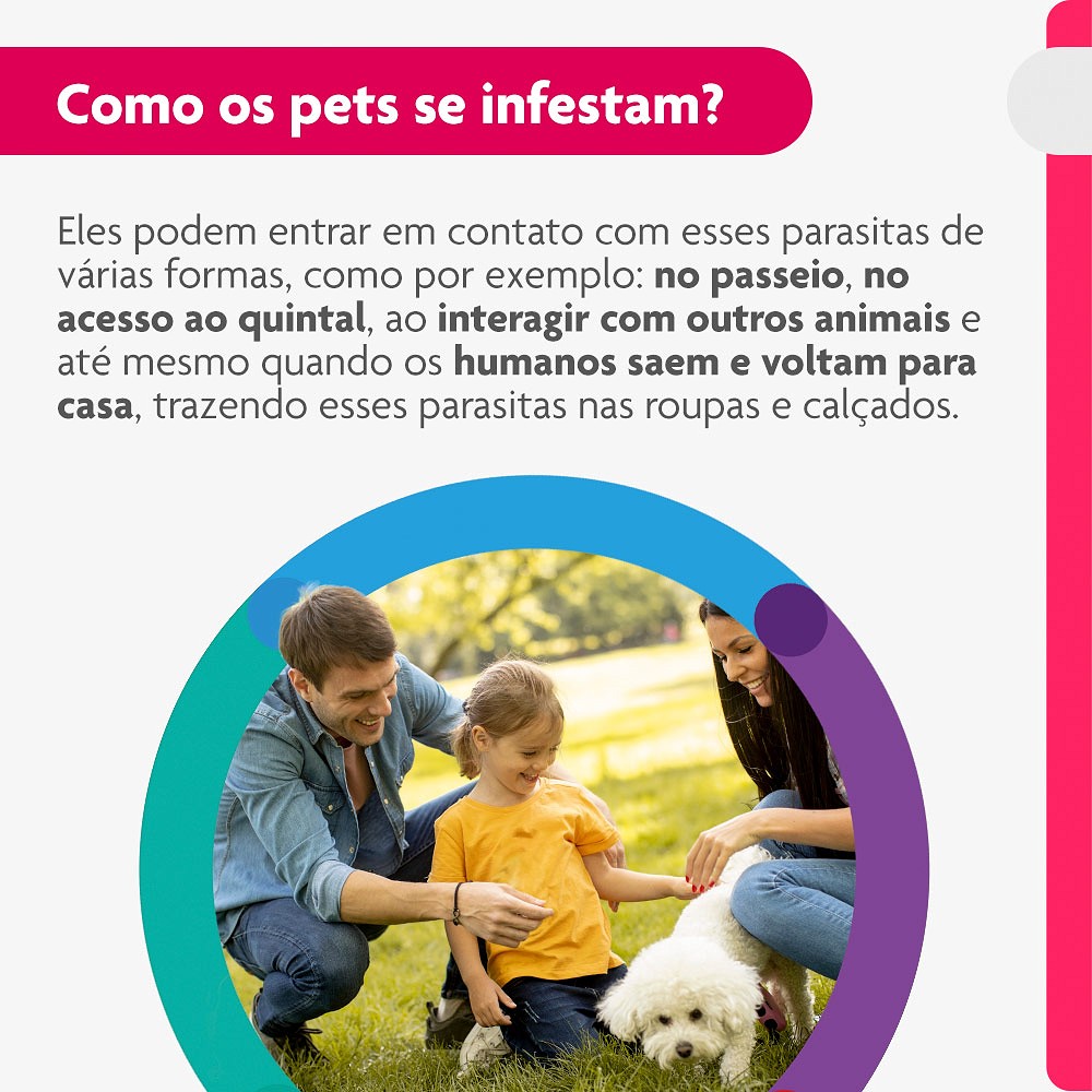 Antipulgas e Carrapatos Bravecto Transdermal para Cães de 4,5kg a 10kg - 250mg