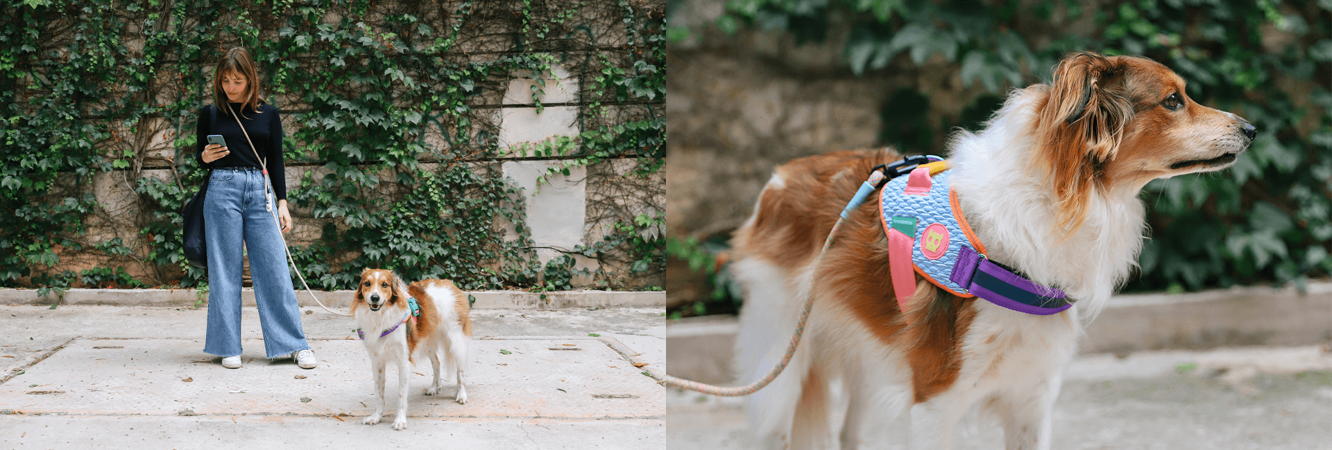 Peitoral para Cachorros FlyHarness Galaxy | Lifestyle Images