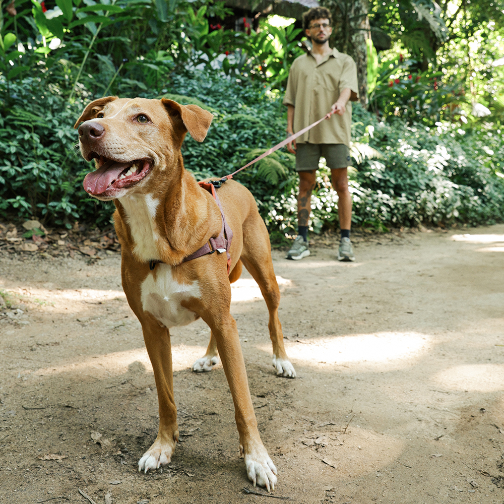 Guia Longa da Cachorros Naturals Cocoa | Imagem 2
