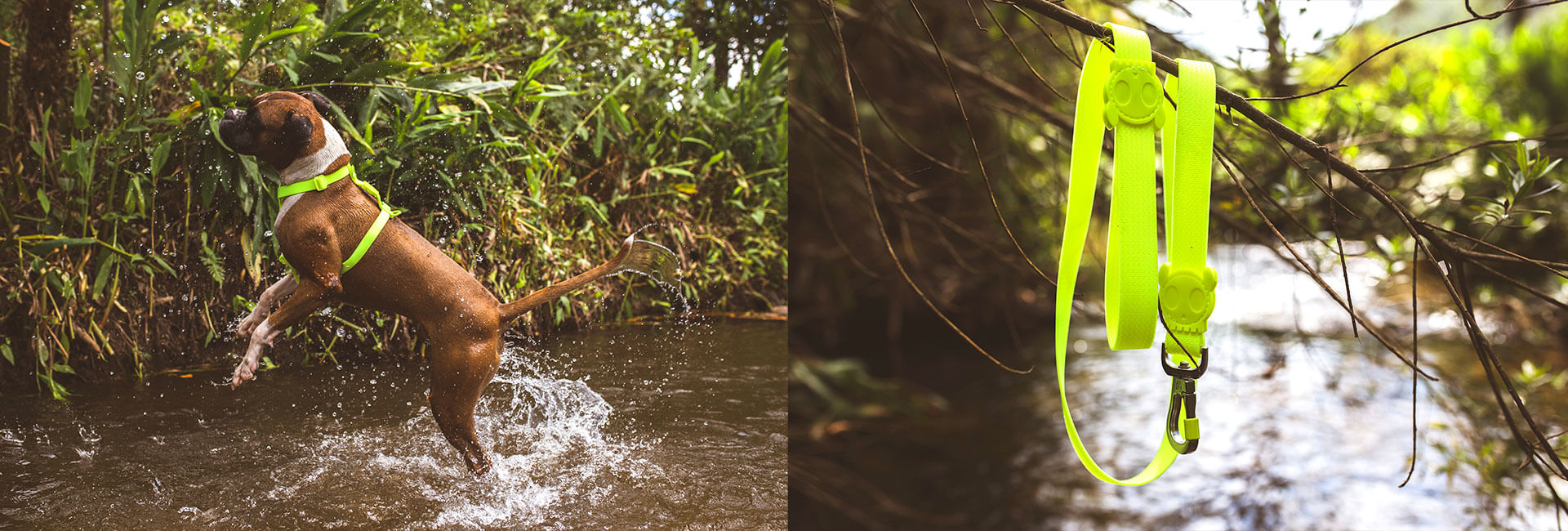 Guia para Cachorros Neopro Verde Limão | Lifestyle Images