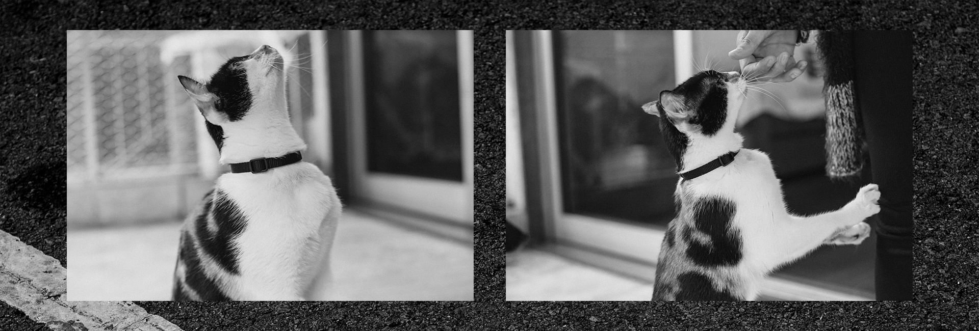 Coleira Zee.Cat Gotham para Gatos | Lifestyle Images