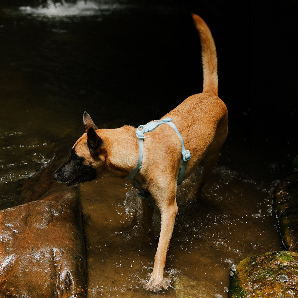 Peitoral para Cachorros H Neopro Cloudy | Imagem 3