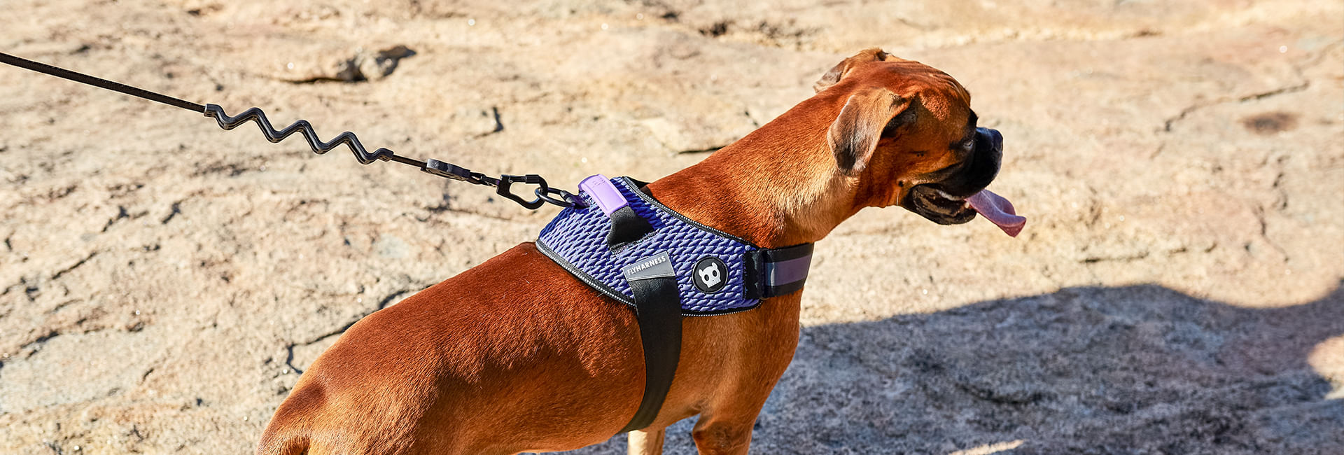 Peitoral para Cachorros FlyHarness Urban | Lifestyle Images