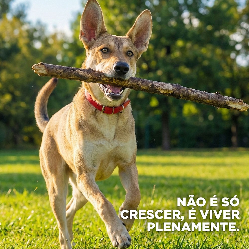 Ração Hill's Science Diet para Cães Adultos de Médio e Grande Porte