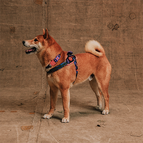 Peitoral para Cachorros FlyHarness Reebok Court | Zee.Dog