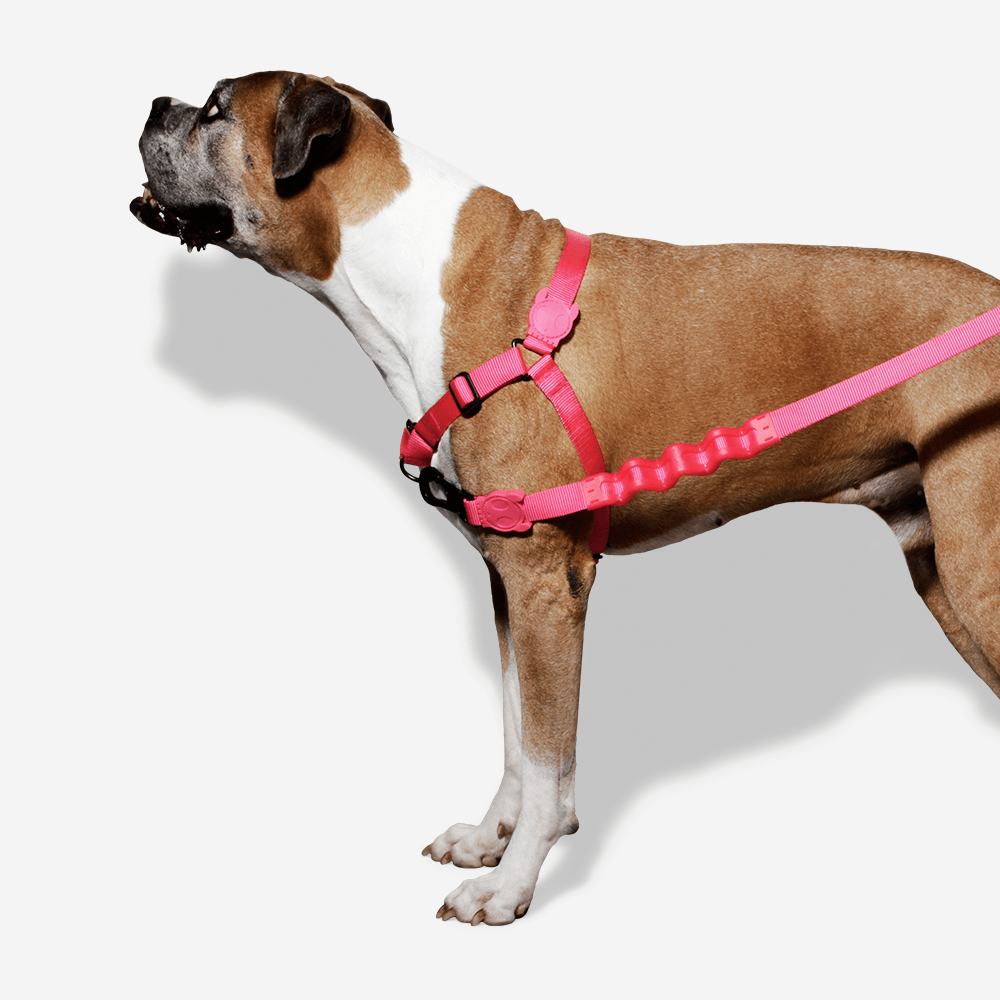 Peitoral para Cachorros Antipuxão Pink Led | Imagem 2