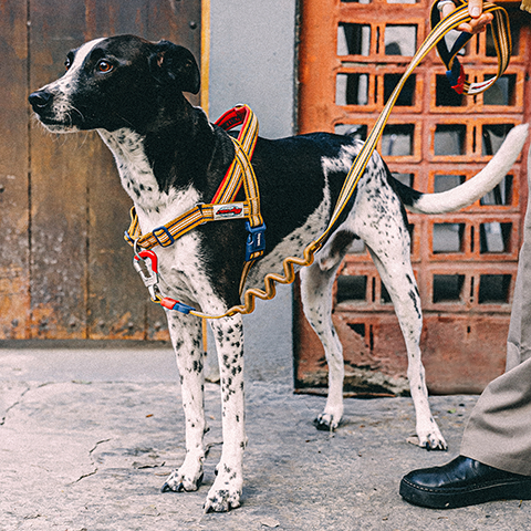 Peitoral Antipuxão SofterWalk para Cachorros Velvet Vibes Misfit | Zee.Dog