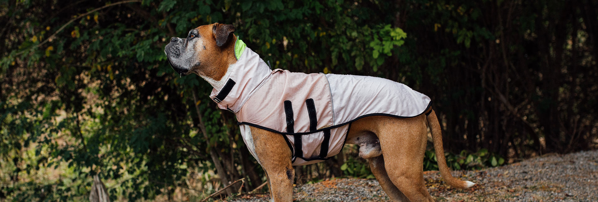 Capa de chuva para cachorros Oatmeal | Lifestyle Images