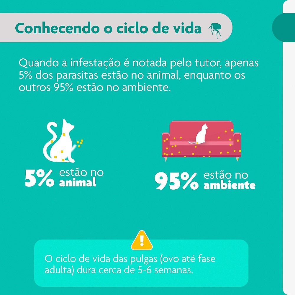 Antipulgas e Carrapatos Bravecto Transdermal para Gatos de 6,25kg a 12,5kg - 500mg