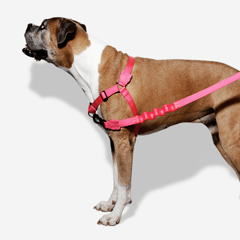 Peitoral para Cachorros Antipuxão Pink Led | Zee.Dog