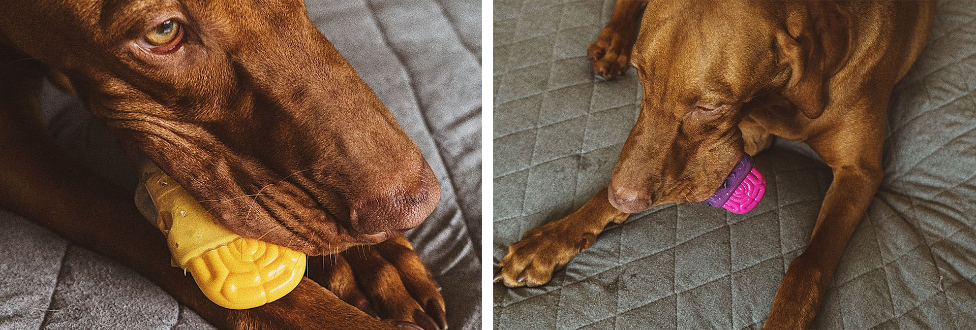 Brinquedo para Cachorros Brainies Brain Fried | Lifestyle Images