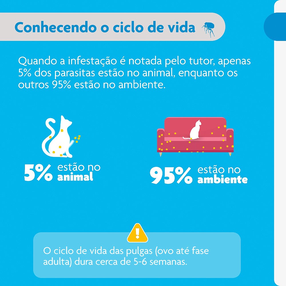 Antipulgas Bravecto Transdermal Plus para Gatos -  1 Pipeta de 112,5mg