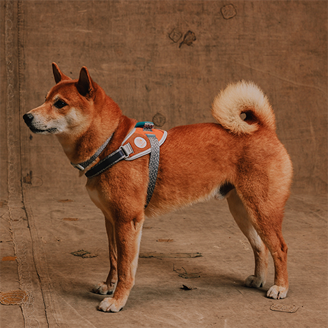 Peitoral para Cachorros FlyHarness Reebok Suede | Zee.Dog