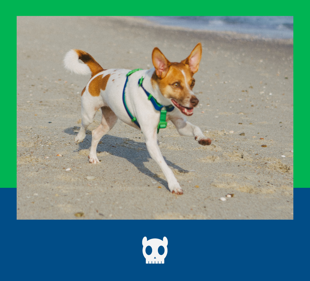 Peitoral para Cachorros H Neopro Apex