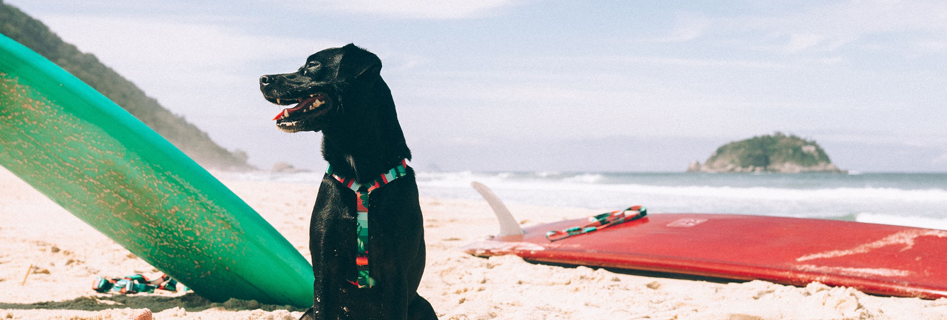 Peitoral para cachorros H Bali | Lifestyle Images
