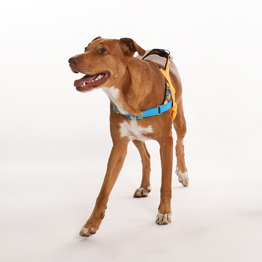 Peitoral Antipuxão SofterWalk para Cachorros Marvel Wolverine  | Imagem 3