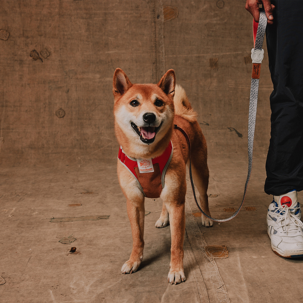 Peitoral para Cachorros Air Mesh Ajustável Reebok Suede | Imagem 5