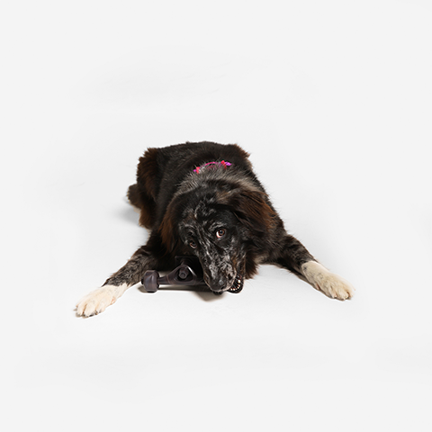 Brinquedo para Cachorros Lozt - Truck de Skate | Zee.Dog
