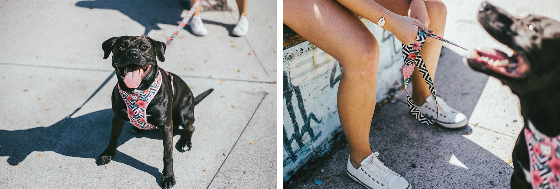 Coleira para Cachorros Mahalo | Lifestyle Images