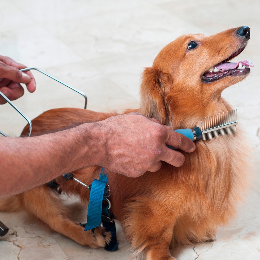 Pente Duplo para Cães e Gatos Duplo Germanhart