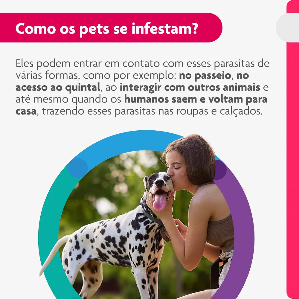 Antipulgas e Carrapatos Bravecto Transdermal para Cães de 20kg a 40kg -  1000mg