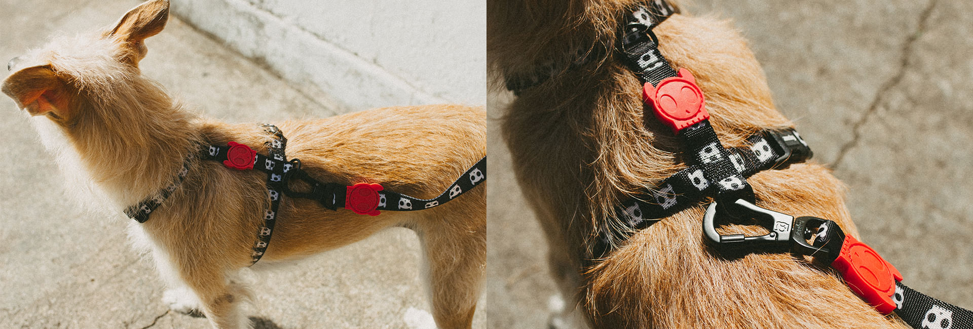 Coleira para Cachorros Skull 2.0 | Lifestyle Images