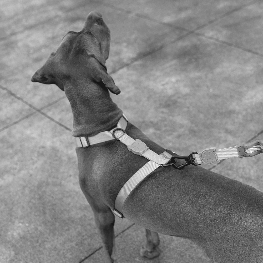 Peitoral para Cachorros H Jacquard Gibson