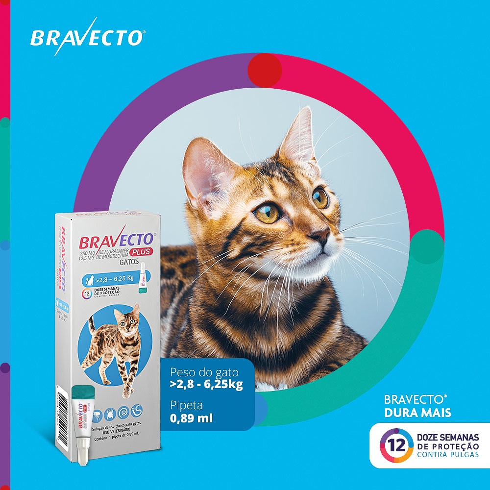 Antipulgas Bravecto Transdermal Plus para Gatos - 1 Pipeta de 250mg
