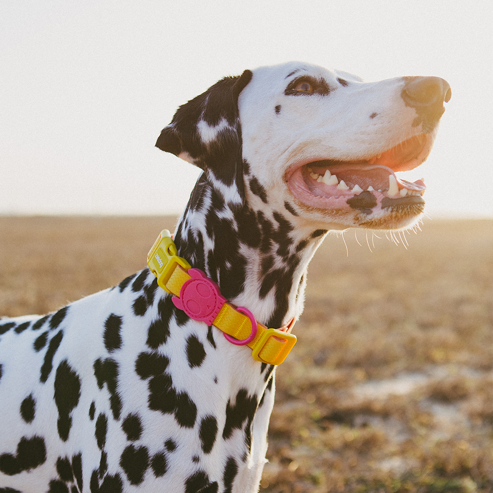 Coleira para Cachorros Neopro Lyra