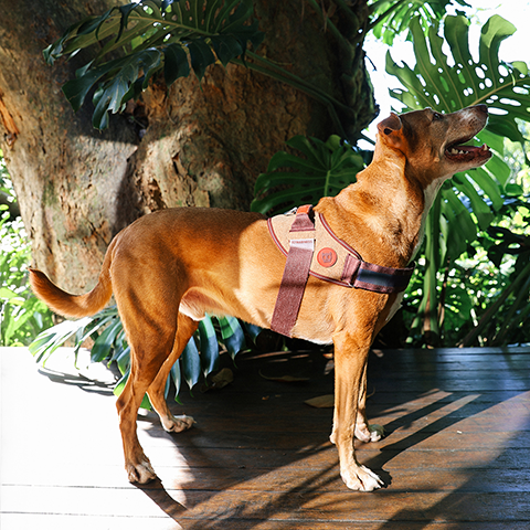 Peitoral para Cachorros FlyHarness Naturals Cocoa | Zee.Dog