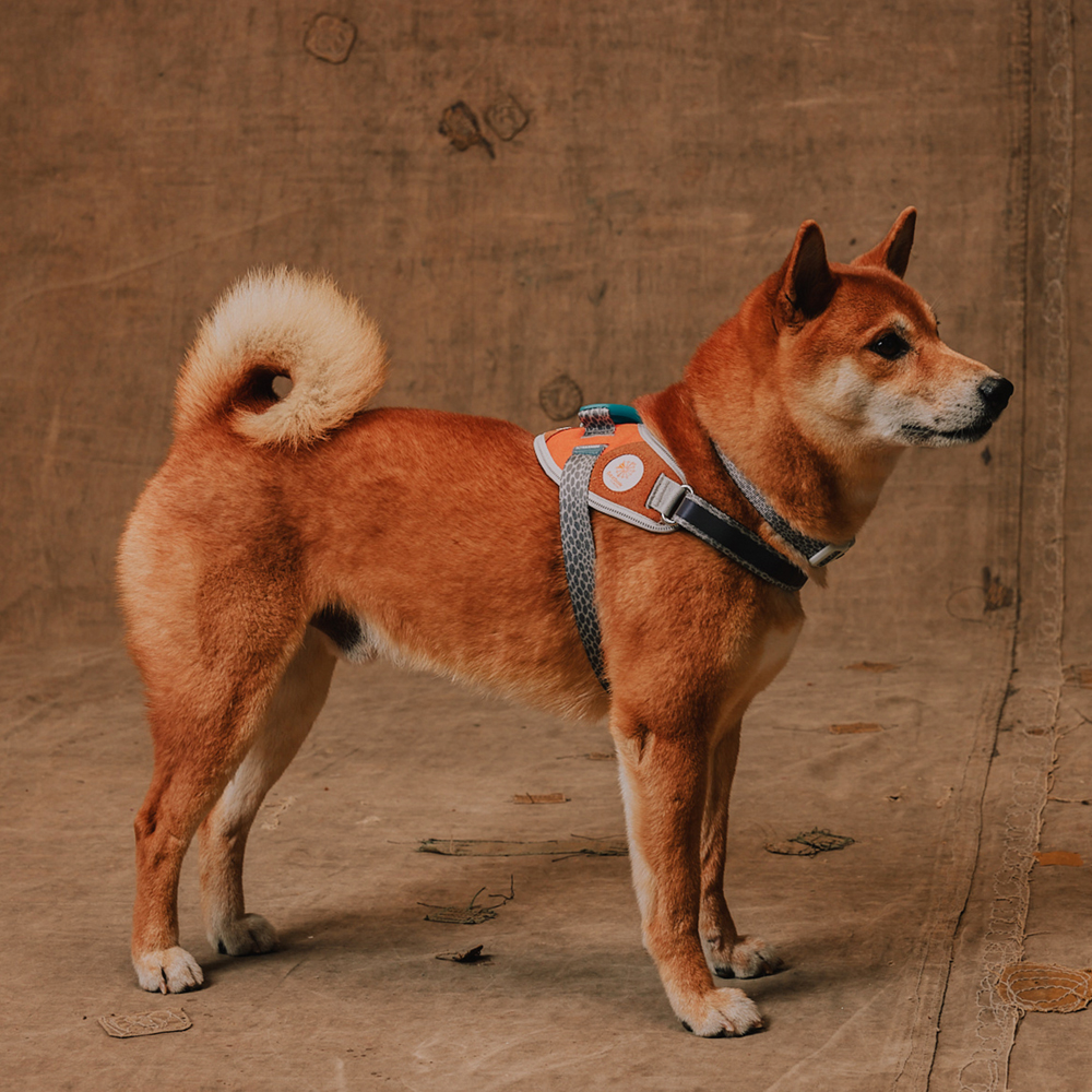 Peitoral para Cachorros FlyHarness Reebok Suede