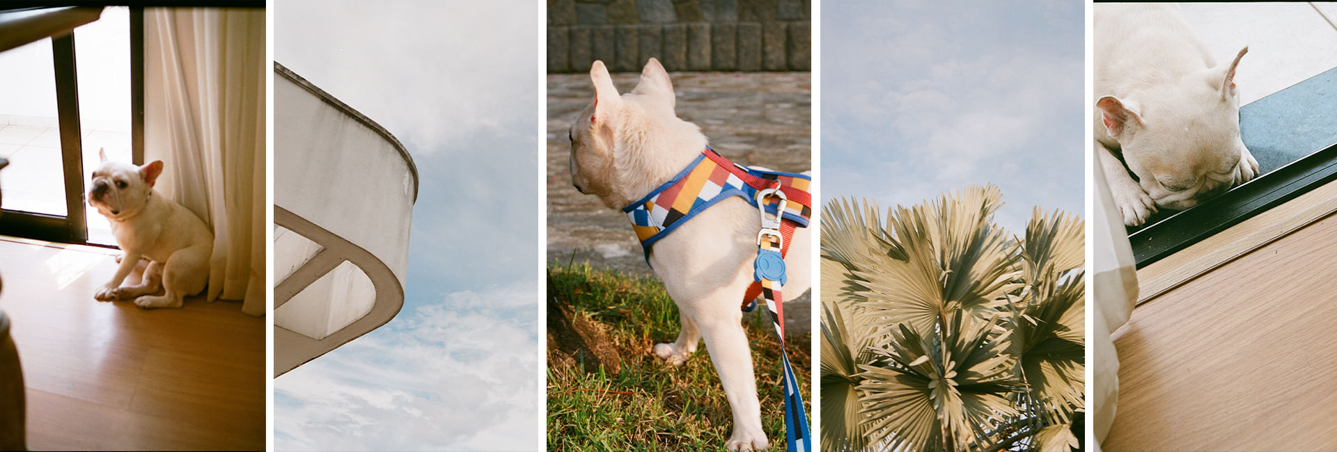 Peitoral para Cachorros Air Mesh Blocks | Lifestyle Images