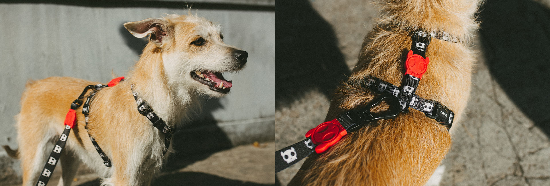 Coleira para Cachorros Skull 2.0 | Lifestyle Images